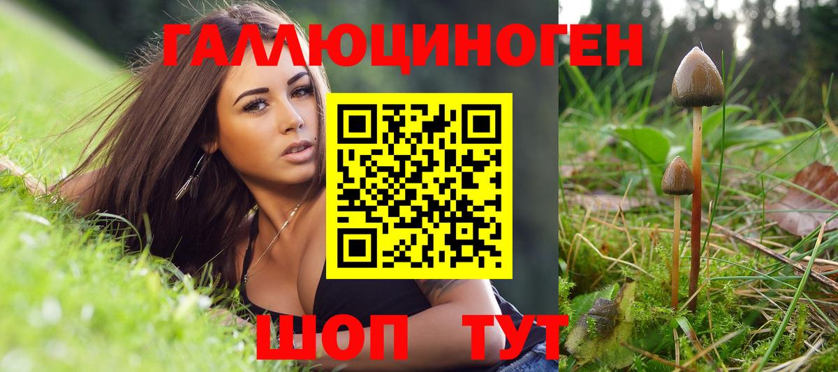 Тайшет  Псилоцибиновые грибы Cubensis  Вход с VPN 